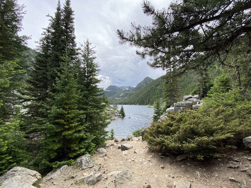 green trees near lake under white clouds during daytime