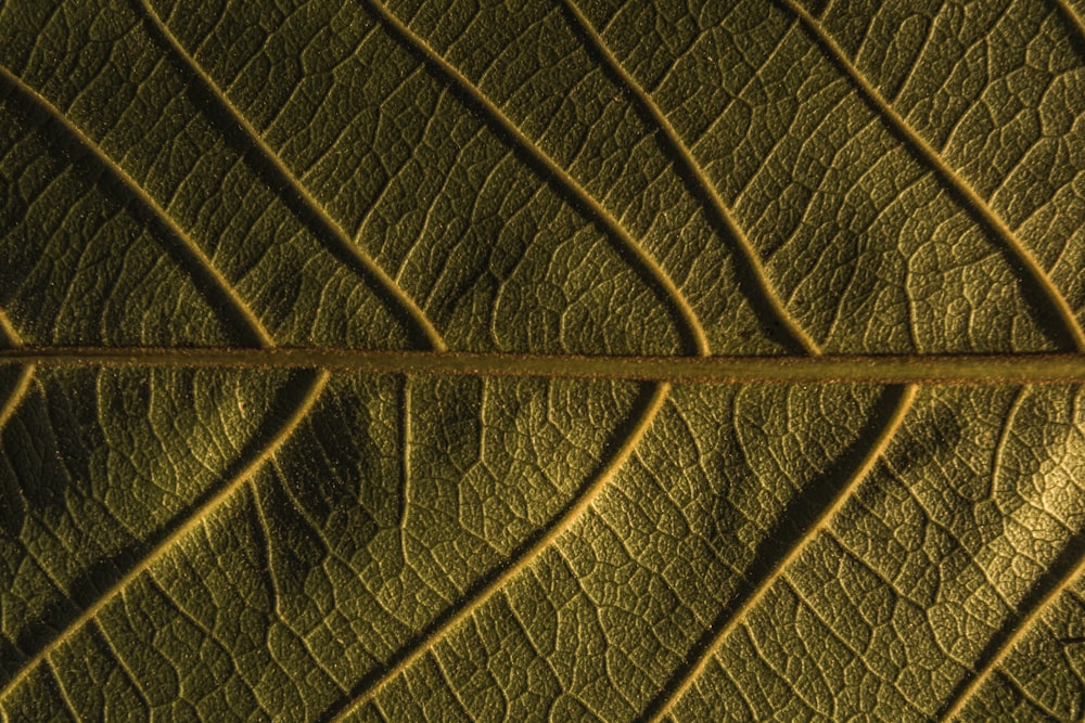 green and black leaf in close up photography