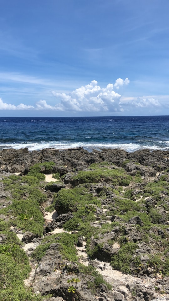 green moss on rocky shore during daytime in Kenting National Forest Recreation Area Taiwan