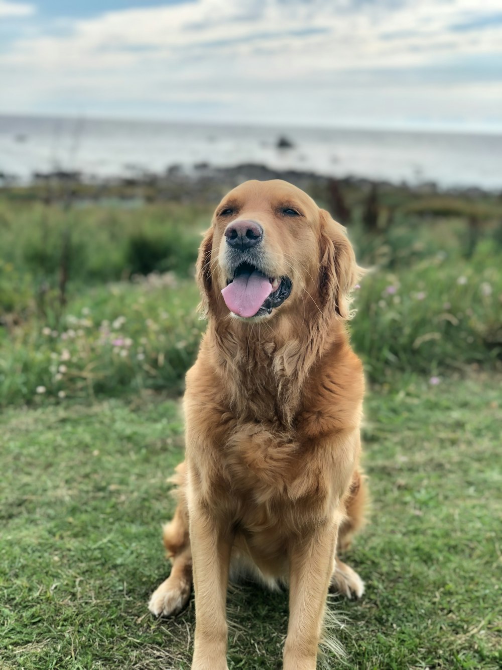 golden retriever sitting on green grass field during daytime