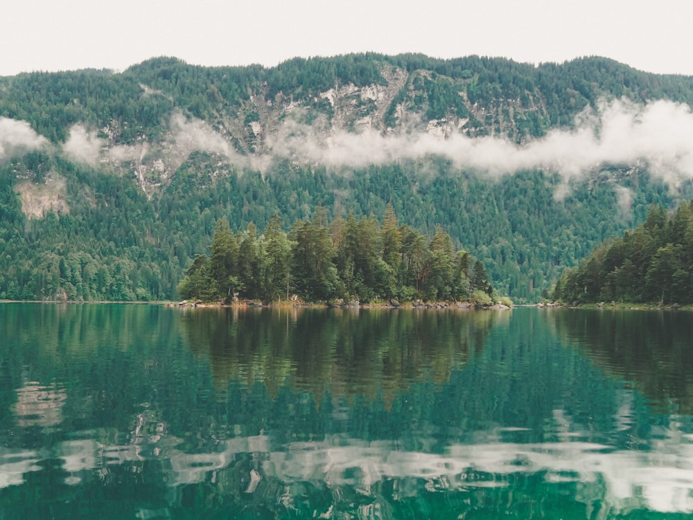 alberi verdi vicino al lago durante il giorno