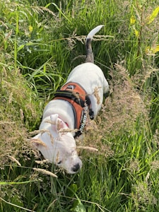 TrailPaws Adventure Harness