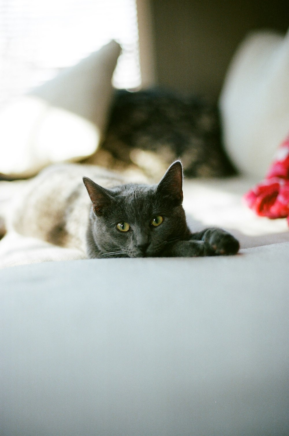 russian blue cat lying on white textile