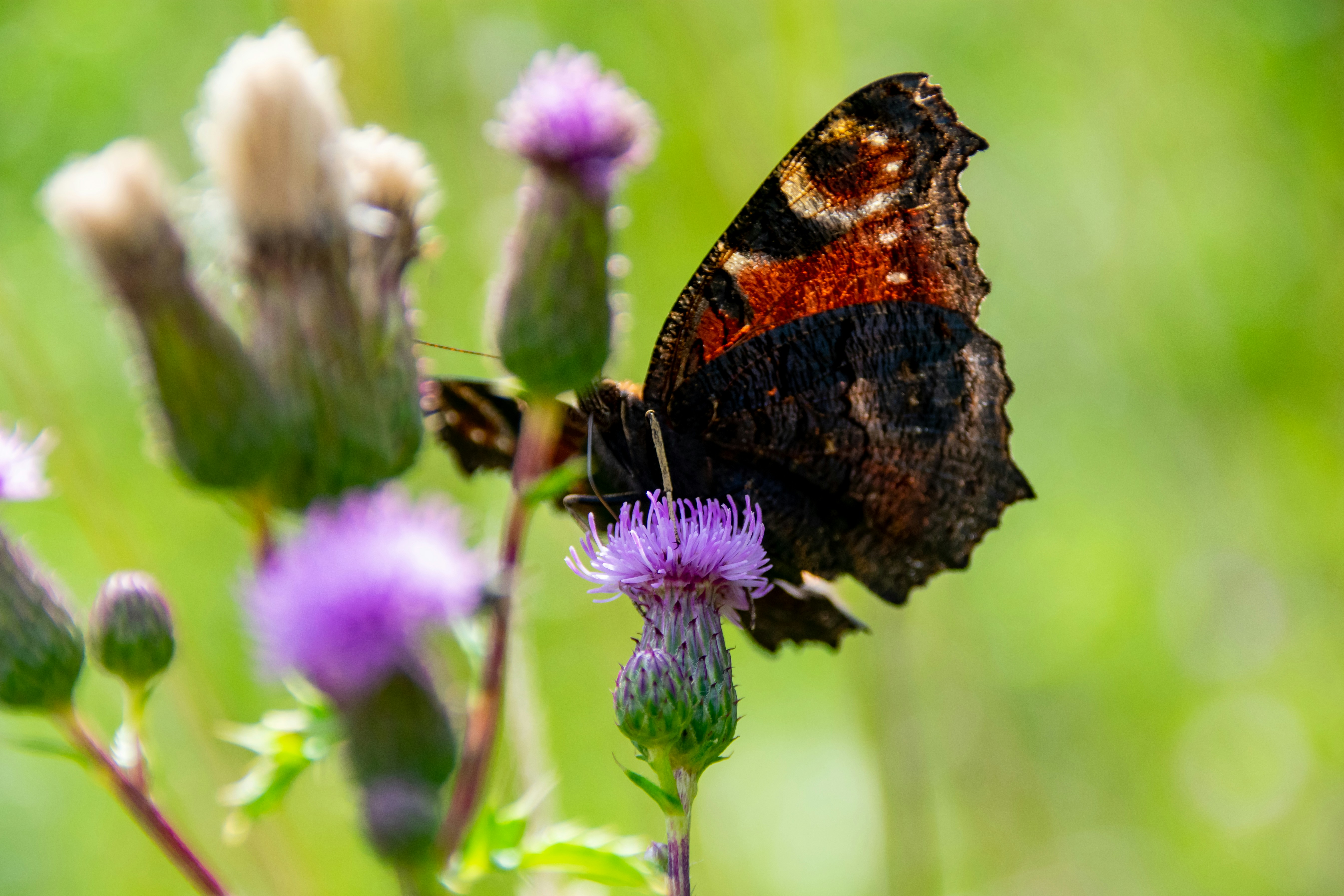 Photo by marc_renken