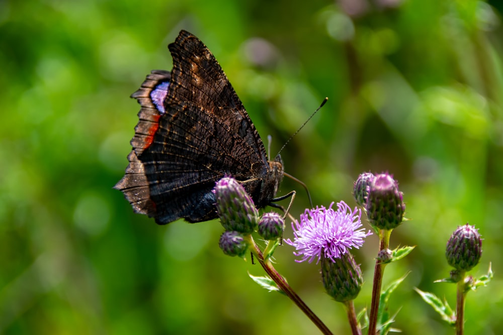 black and orange butterfly perched on purple flower in close up photography during daytime