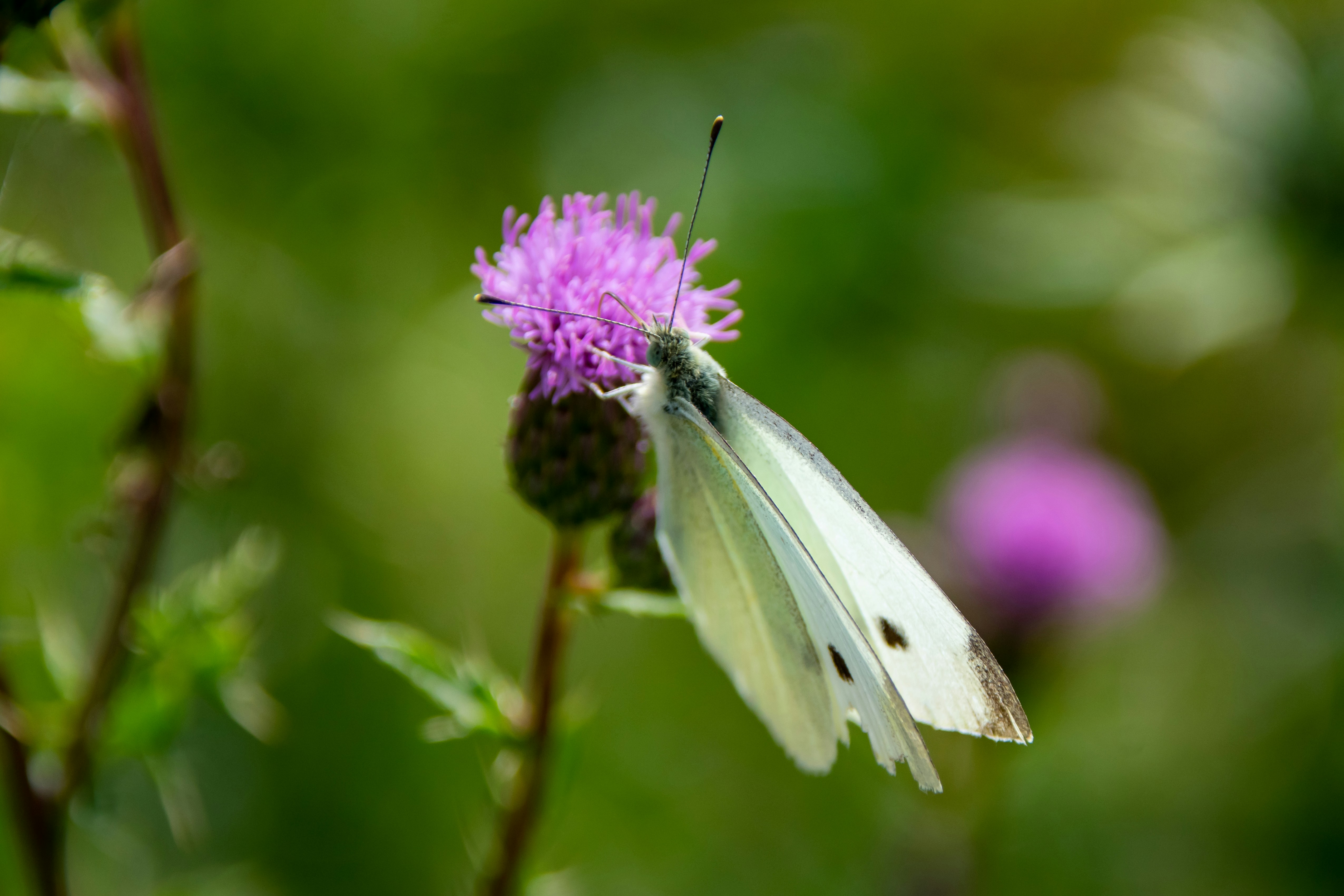 Photo by marc_renken