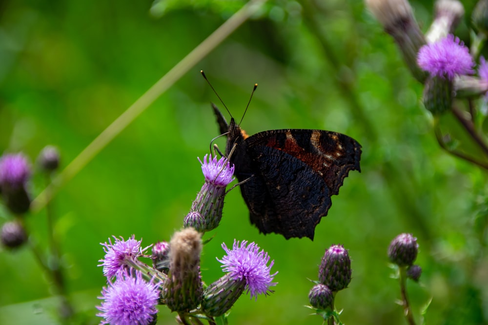 brown butterfly perched on purple flower in close up photography during daytime
