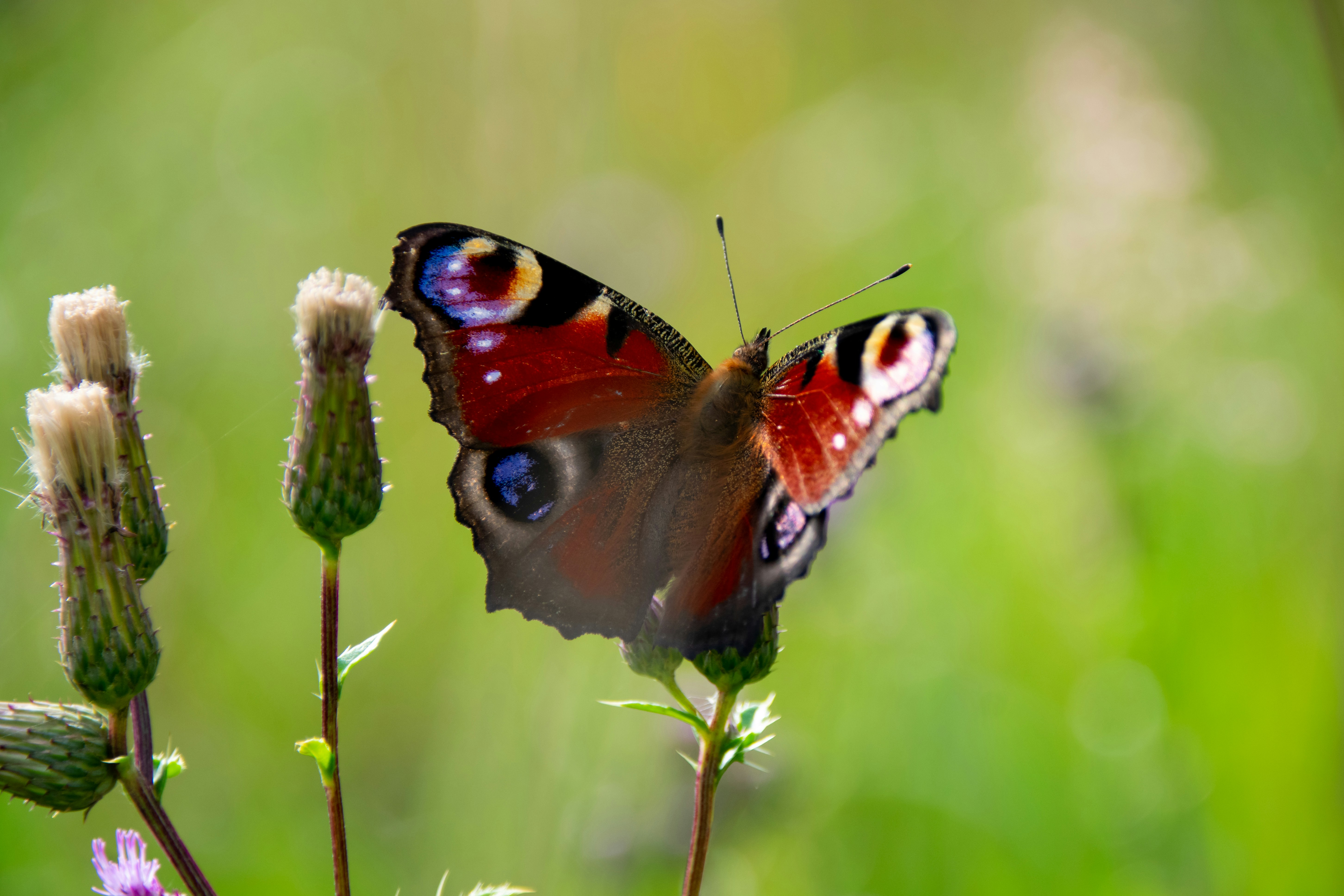 Photo by marc_renken