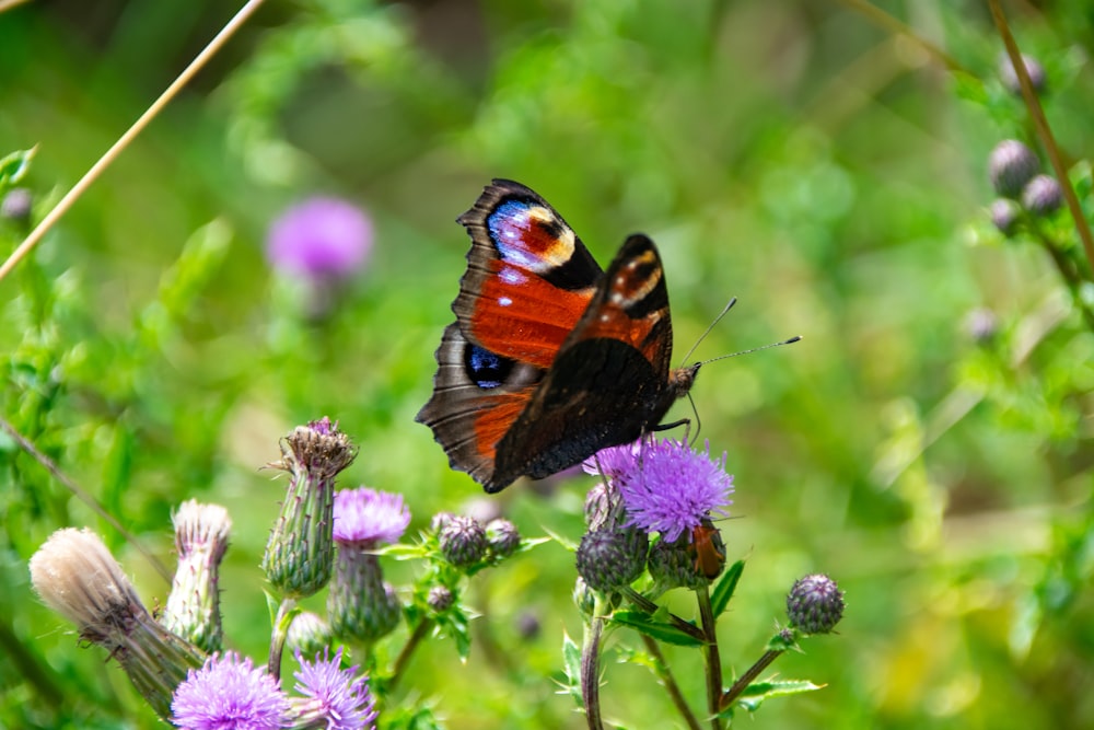 brown black and white butterfly perched on purple flower