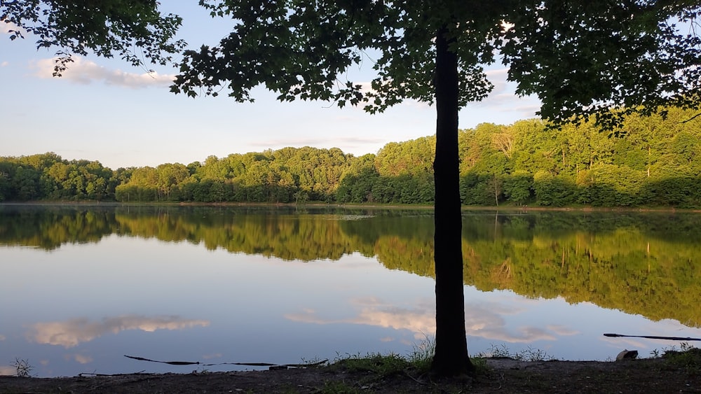 green trees beside lake during daytime