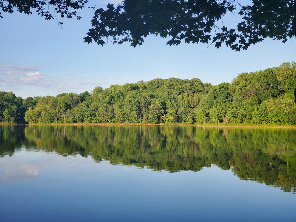 green trees beside lake during daytime