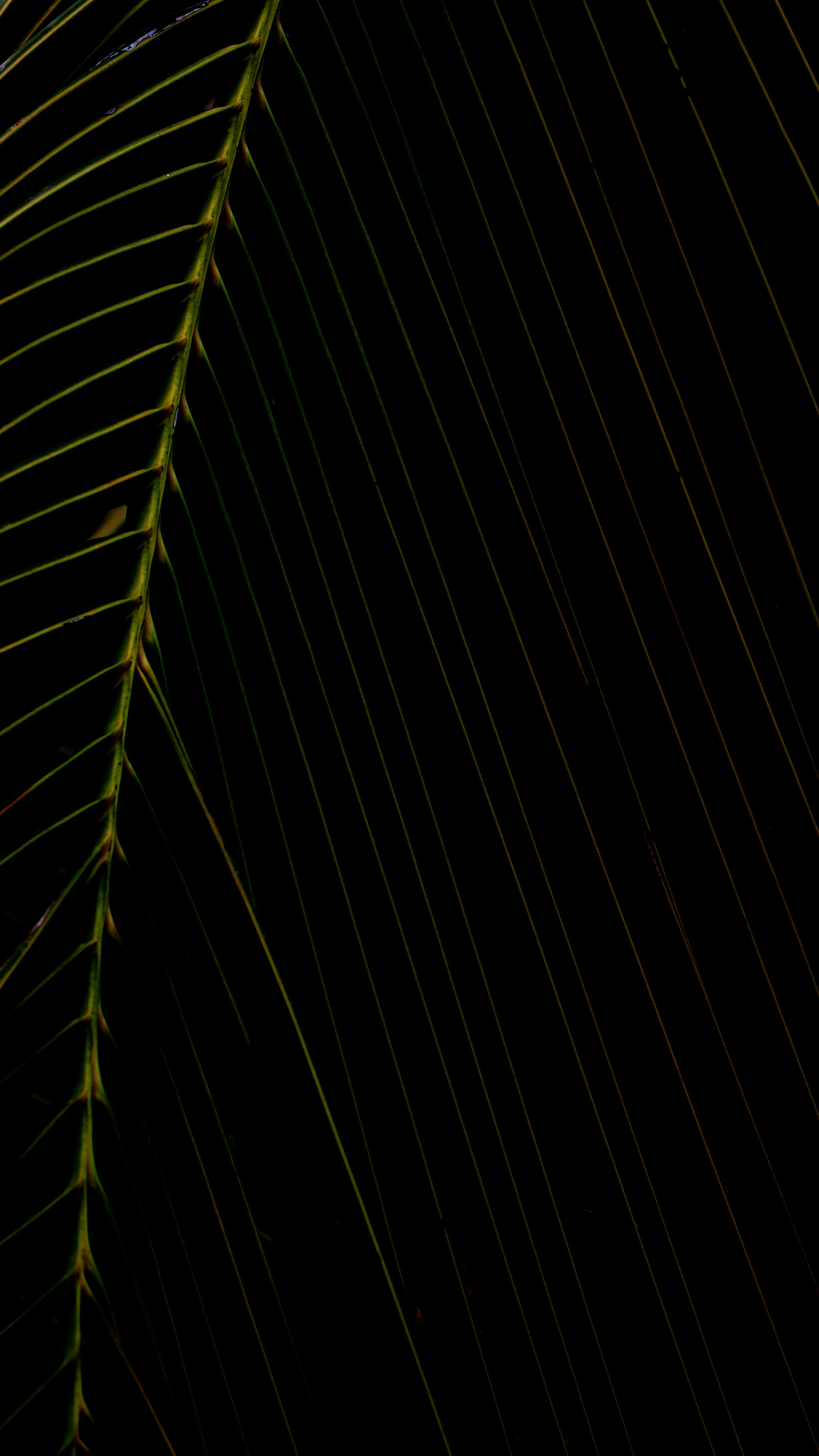 Photo by rahul_viswanath