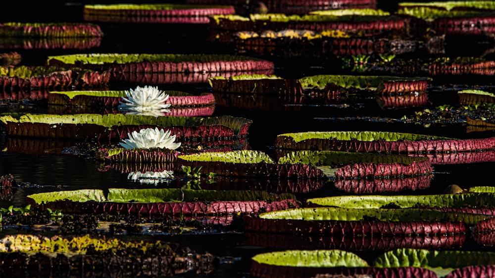 green and purple flower in water