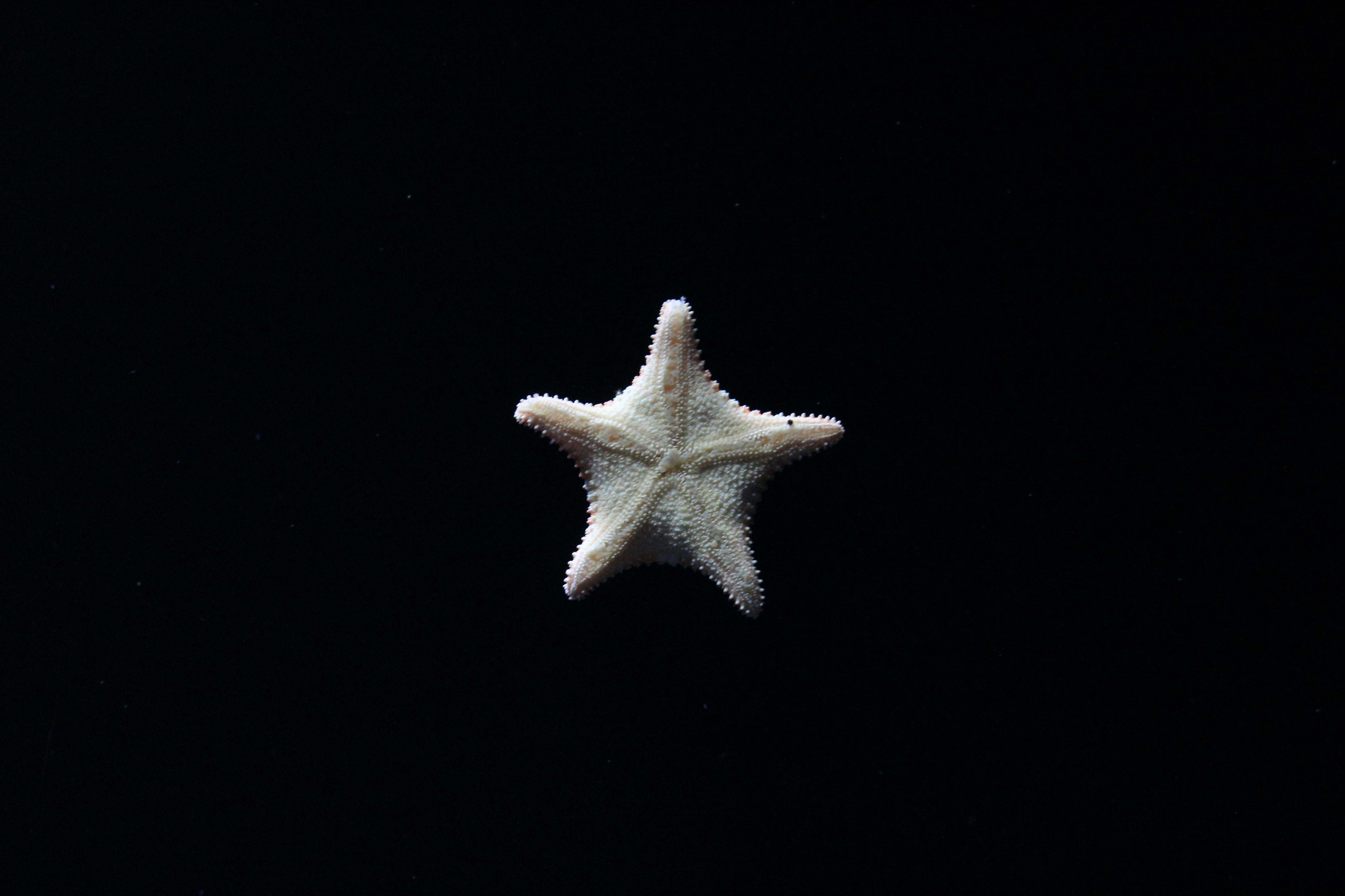 white and yellow star fish