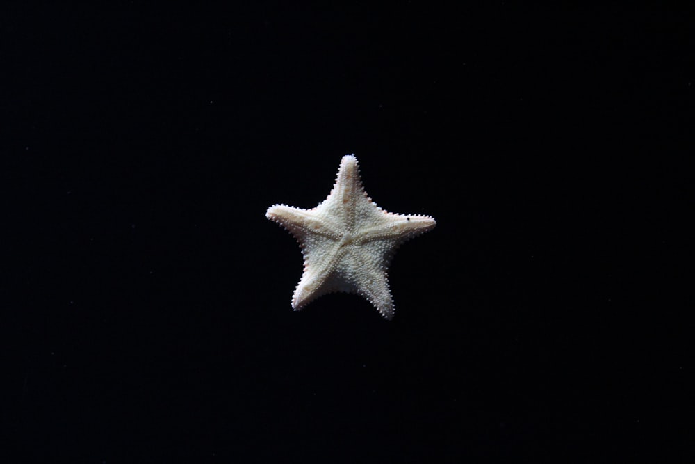 white and yellow star fish