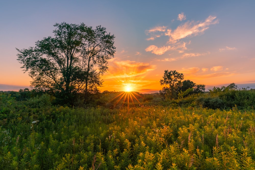 green grass field during sunset