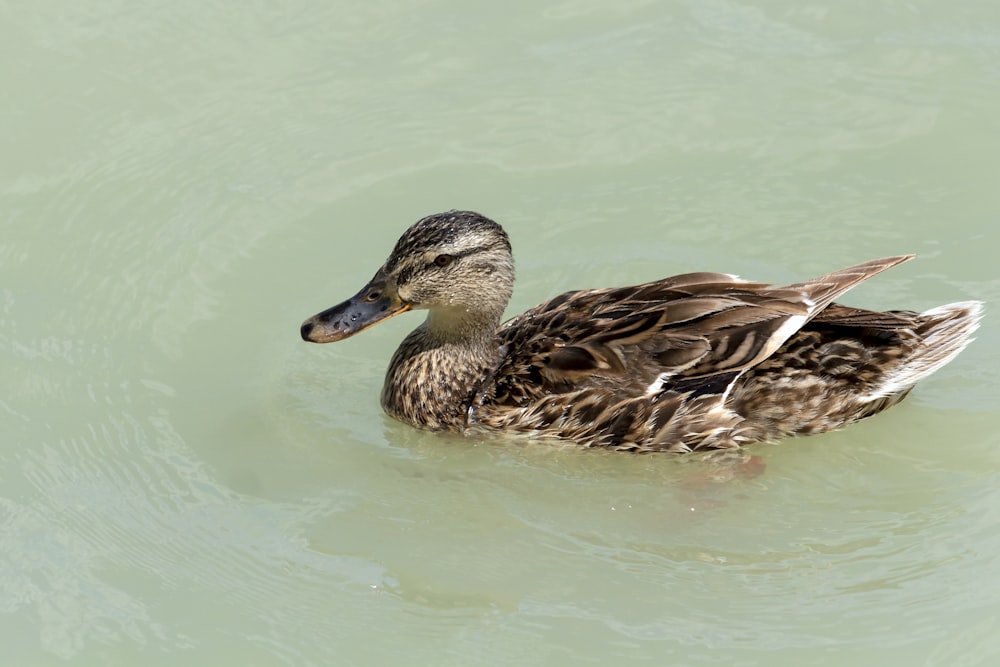 brown duck on water during daytime