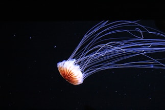 A glowing deep-sea jellyfish illuminating the dark ocean depths