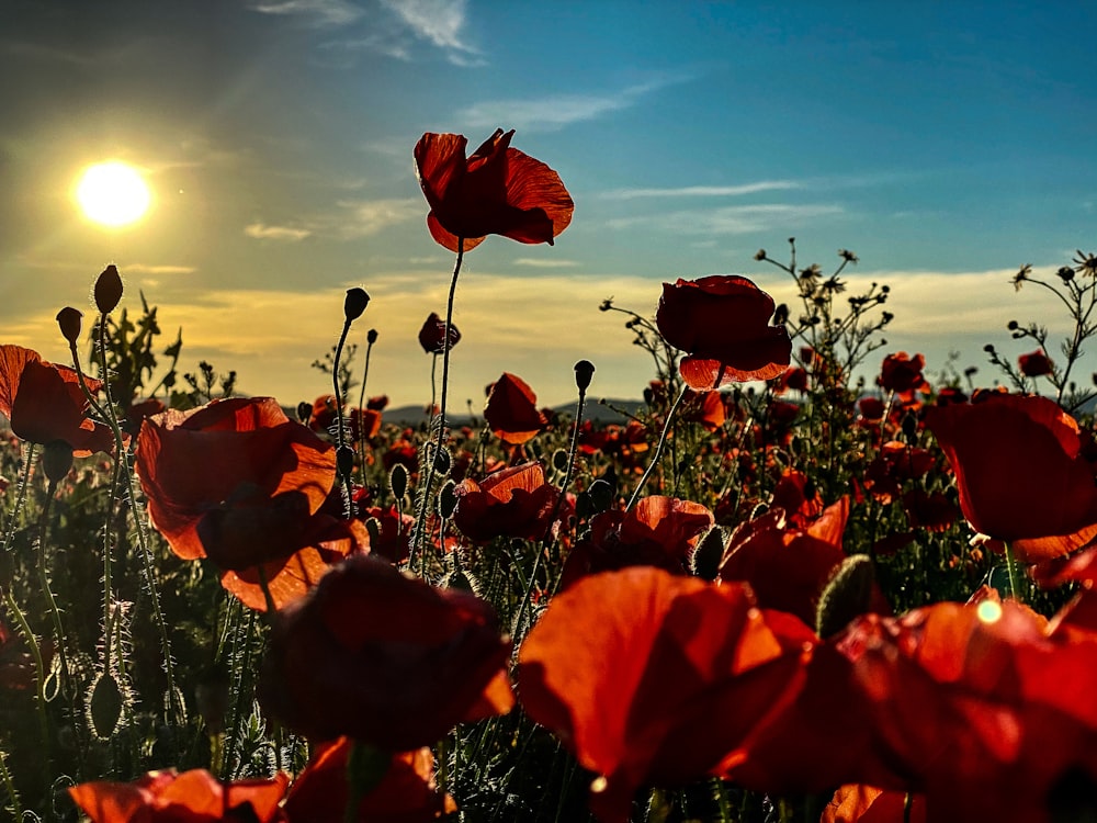 red flowers under blue sky during daytime