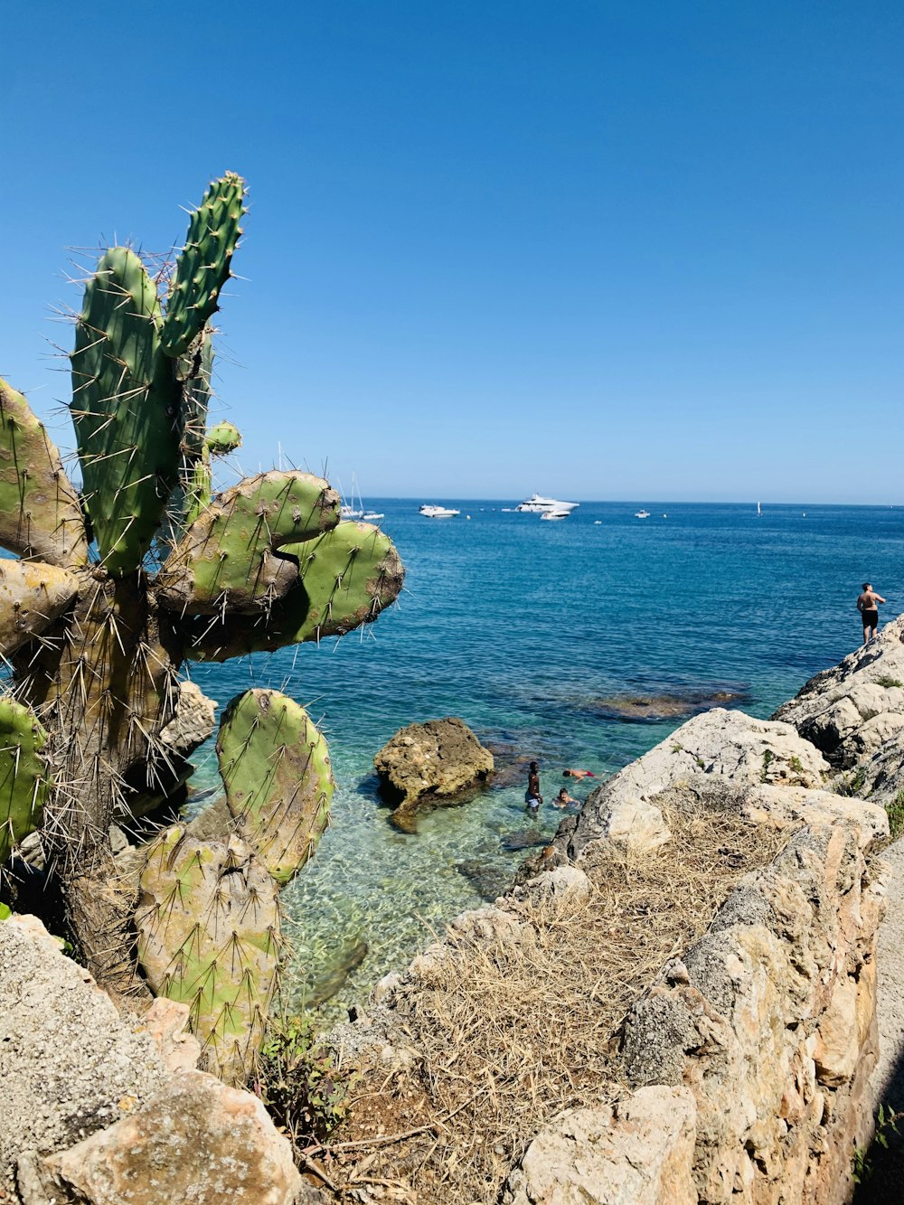 green cactus on rocky shore during daytime