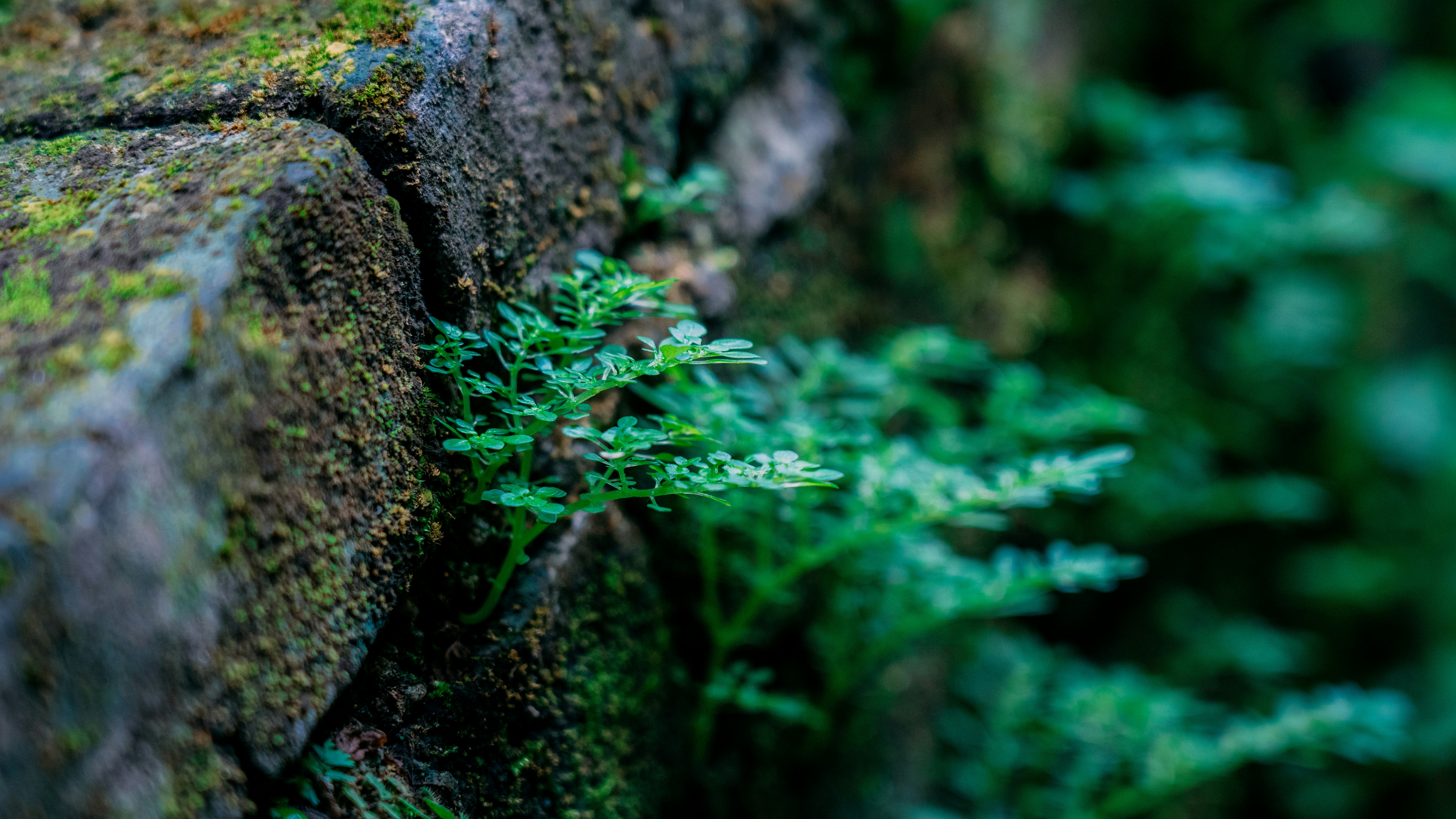 20 Lorax Quotes That Will Make You Love Nature Again