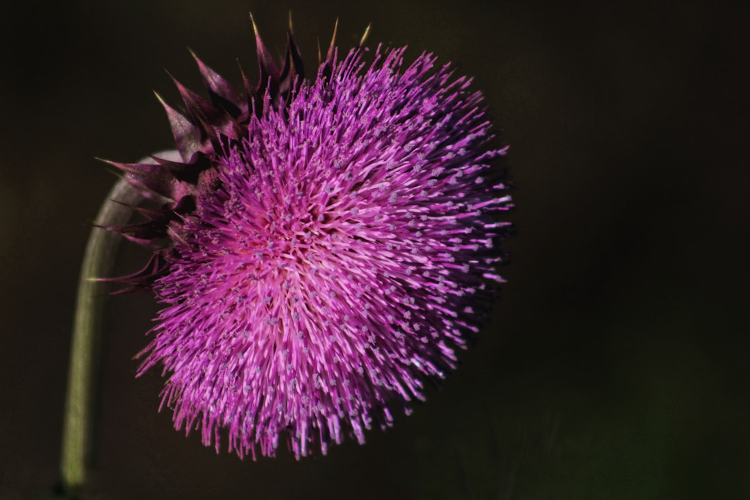 purple flower in close up photography