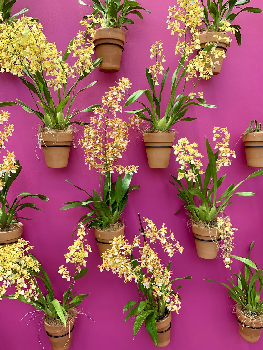 purple and yellow flowers in brown clay pots