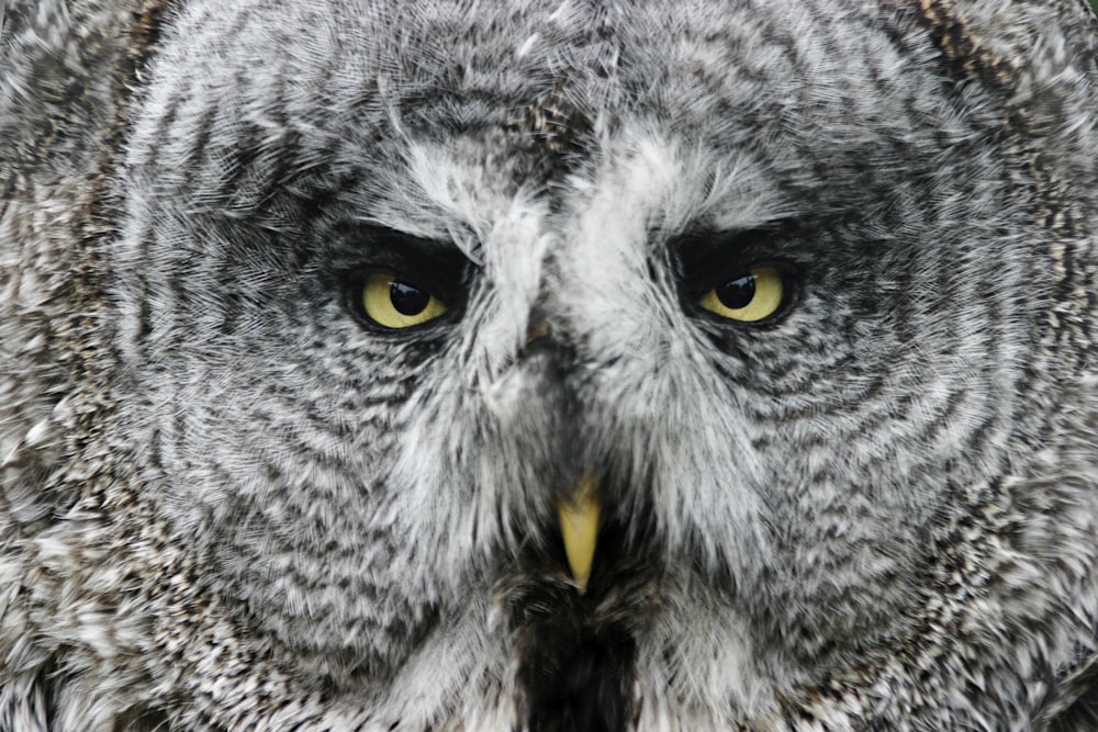 gray and white owl with yellow eyes