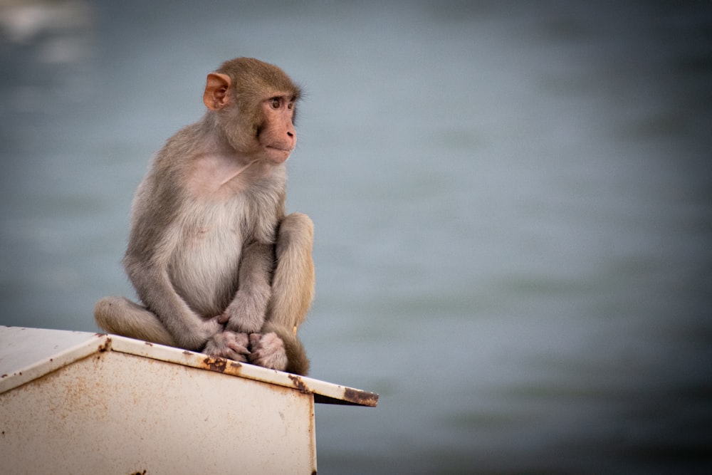 scimmia marrone seduta sulla barra di legno marrone
