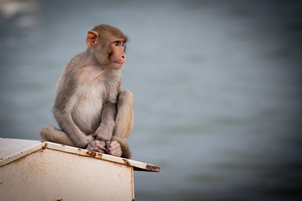 mono marrón sentado en una barra de madera marrón