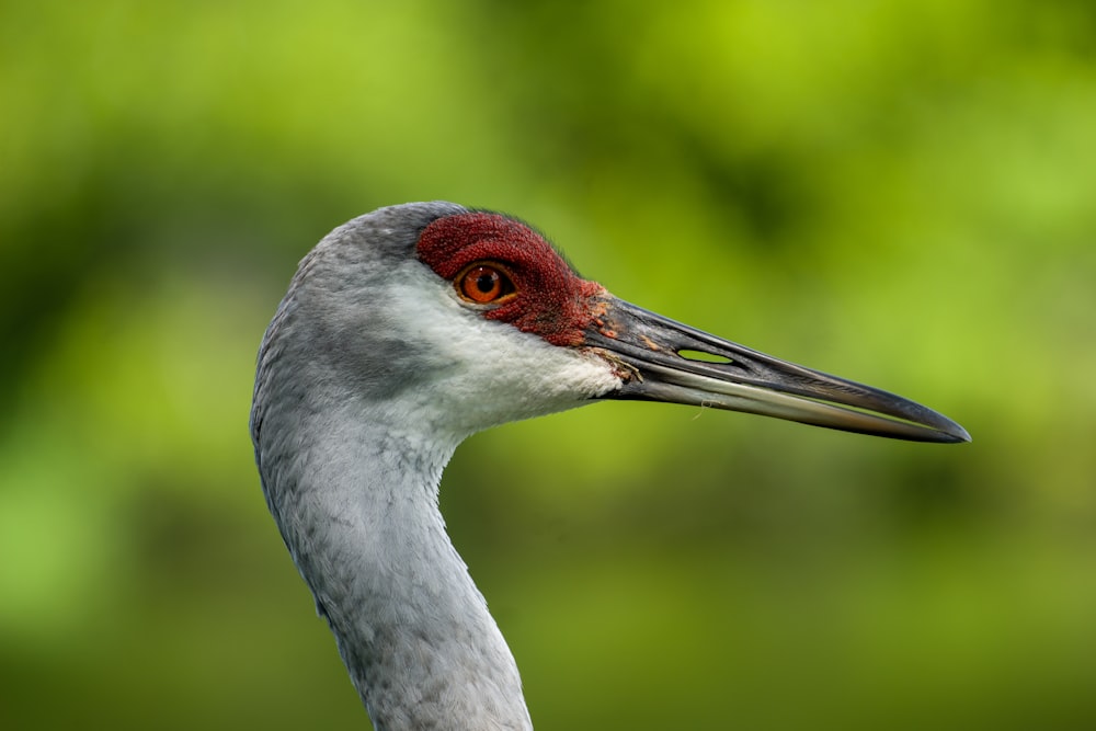 grey crowned crane in close up photography