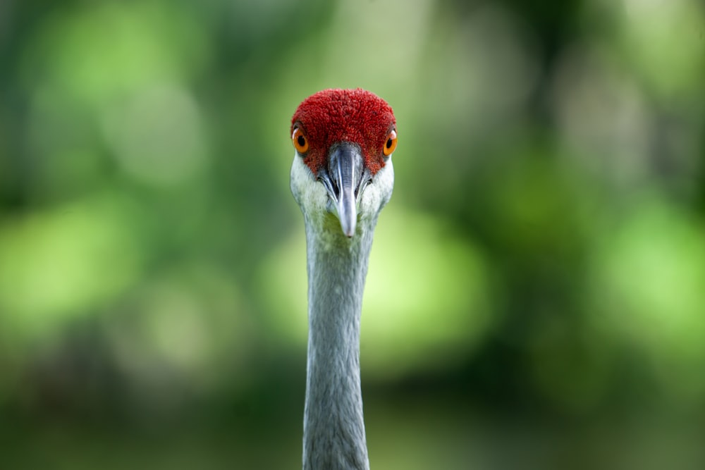 grey and brown long beak bird