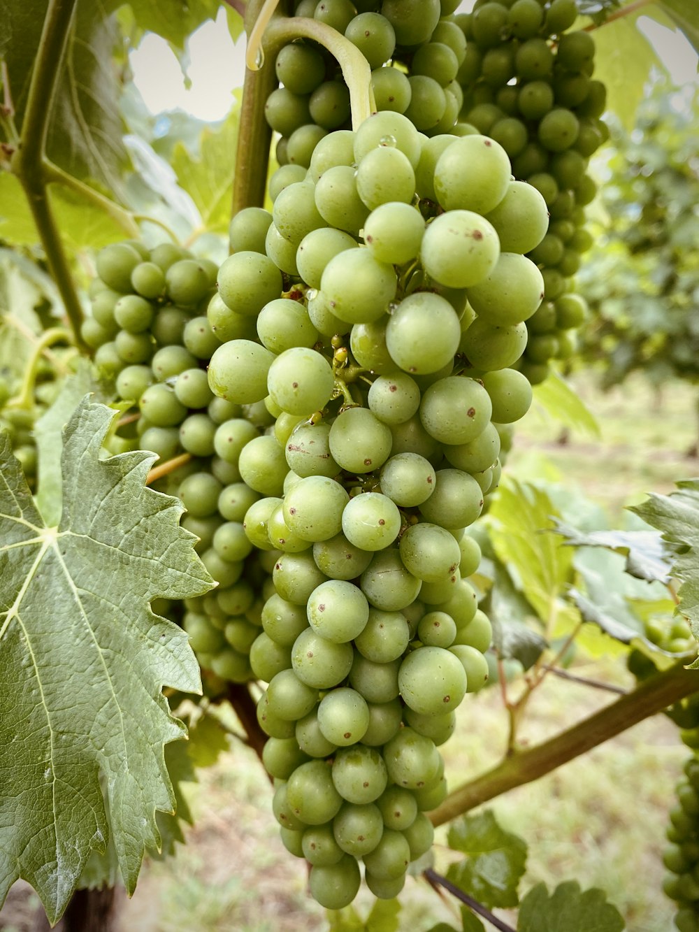 green grapes on brown tree branch during daytime