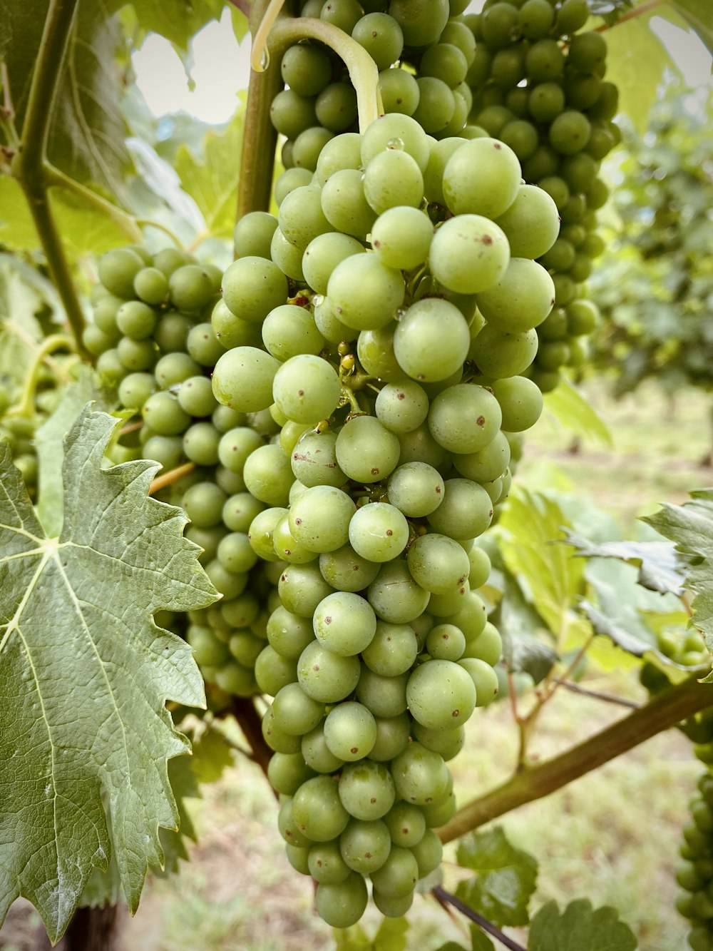 raisins verts sur une branche d’arbre brune pendant la journée