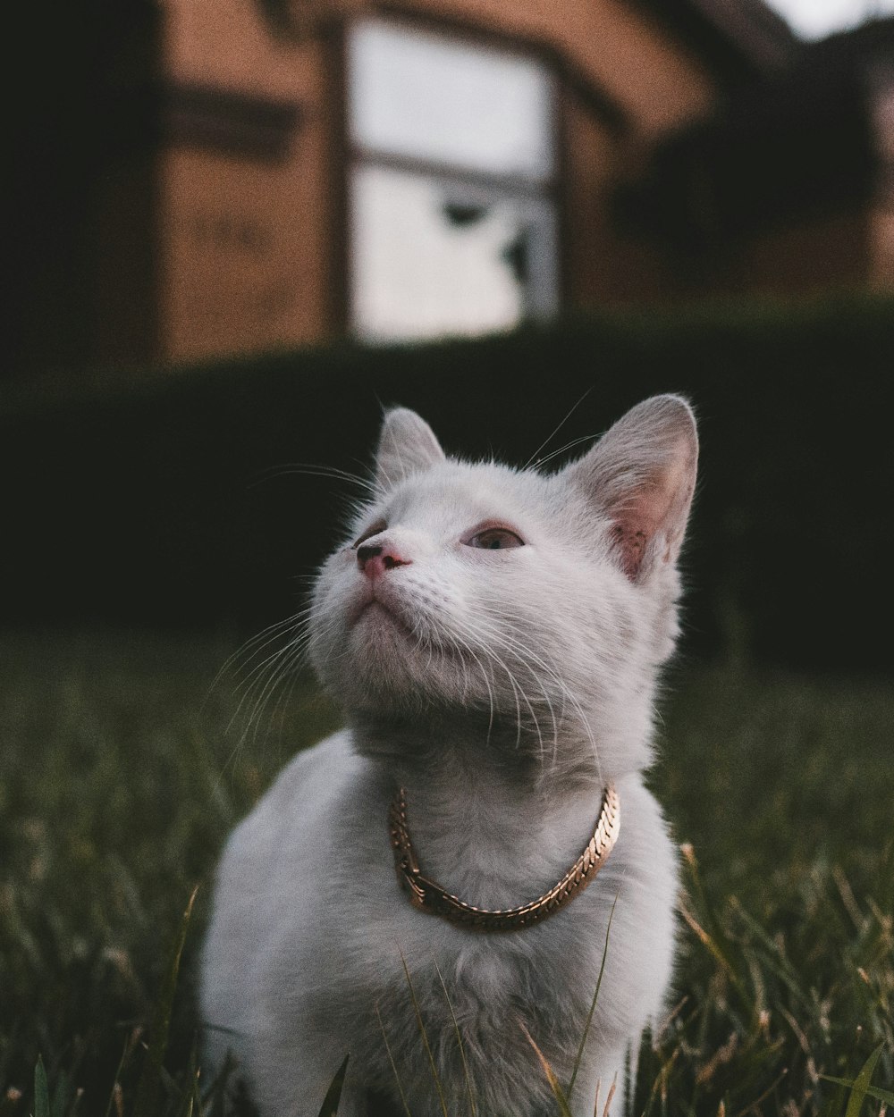 white cat on green grass during daytime