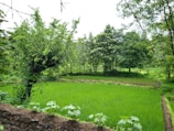 A lush green paddy field surrounded by various trees and plants, with a stone wall in the foreground. The vibrant greenery suggests a thriving agricultural environment, while the trees provide a natural backdrop.