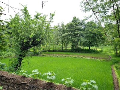 A lush green paddy field surrounded by various trees and plants, with a stone wall in the foreground. The vibrant greenery suggests a thriving agricultural environment, while the trees provide a natural backdrop.