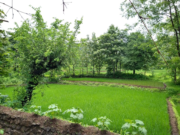 A lush green paddy field surrounded by various trees and plants, with a stone wall in the foreground. The vibrant greenery suggests a thriving agricultural environment, while the trees provide a natural backdrop.
