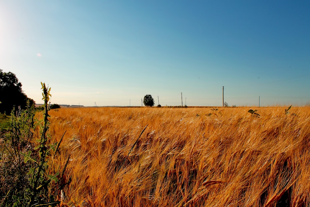 brown grass field during daytime