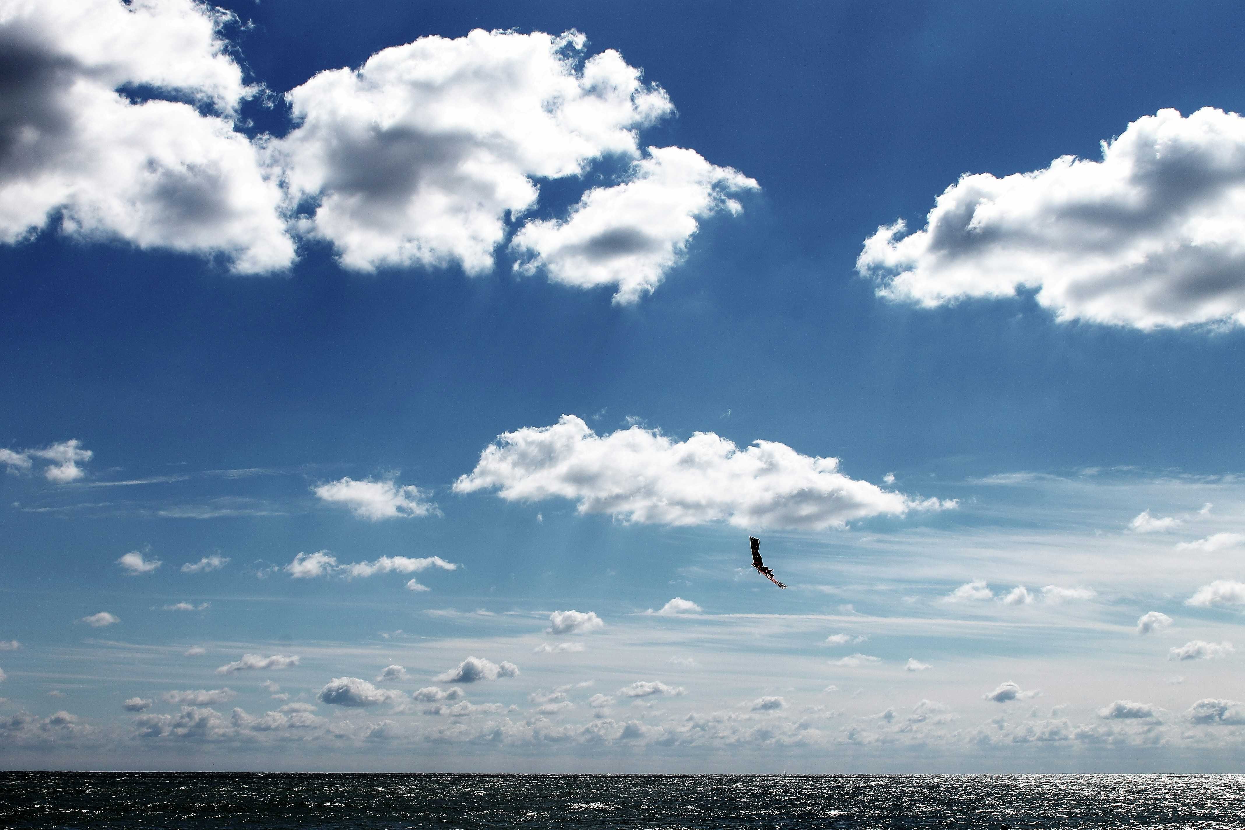 bird flying over the sea during daytime