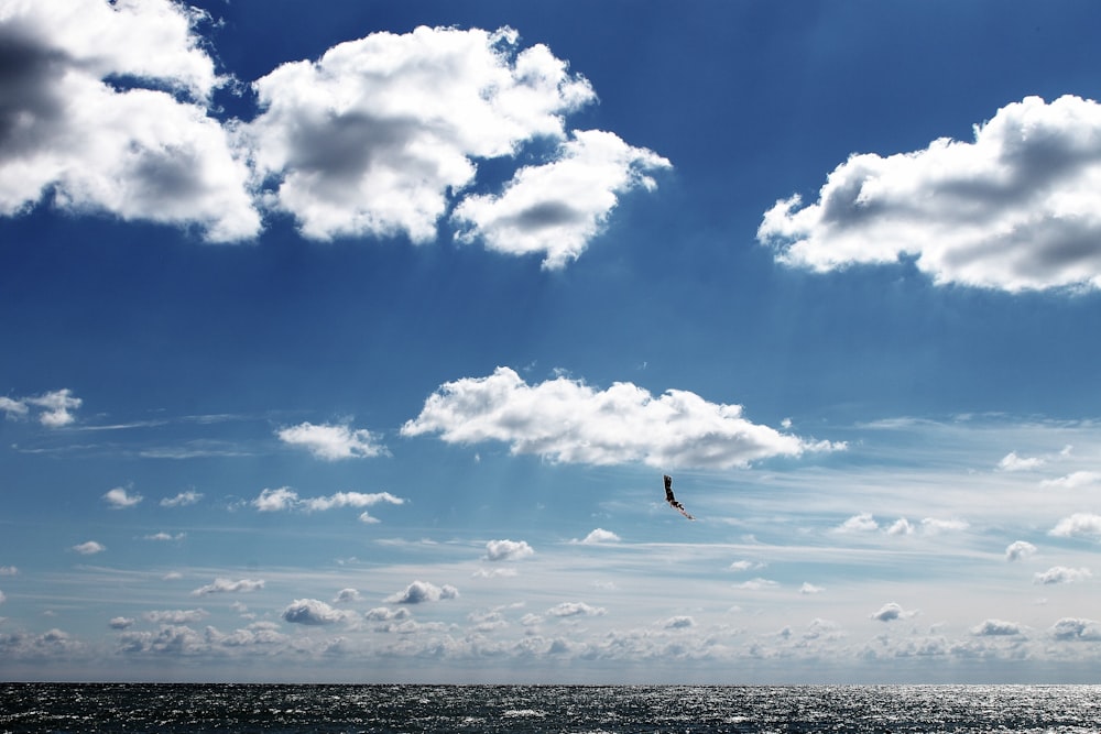 bird flying over the sea during daytime