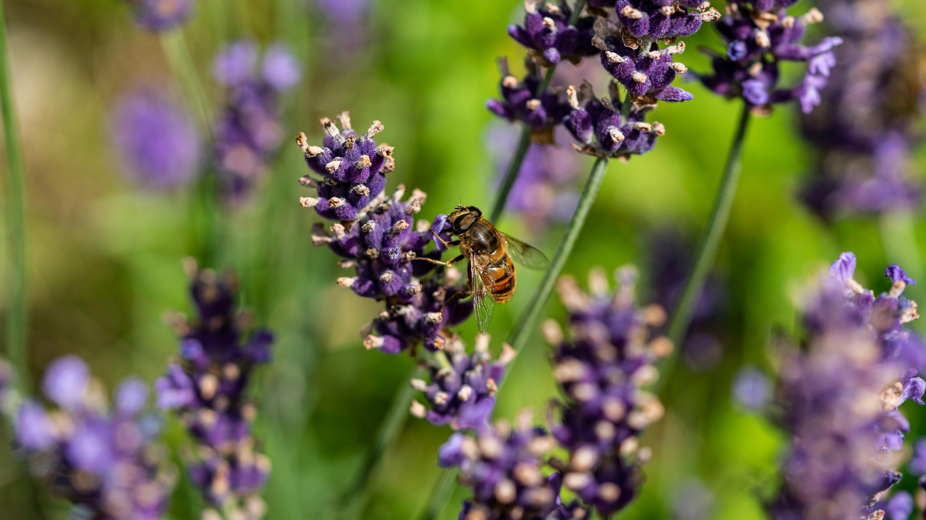 Photo by matthijs1123