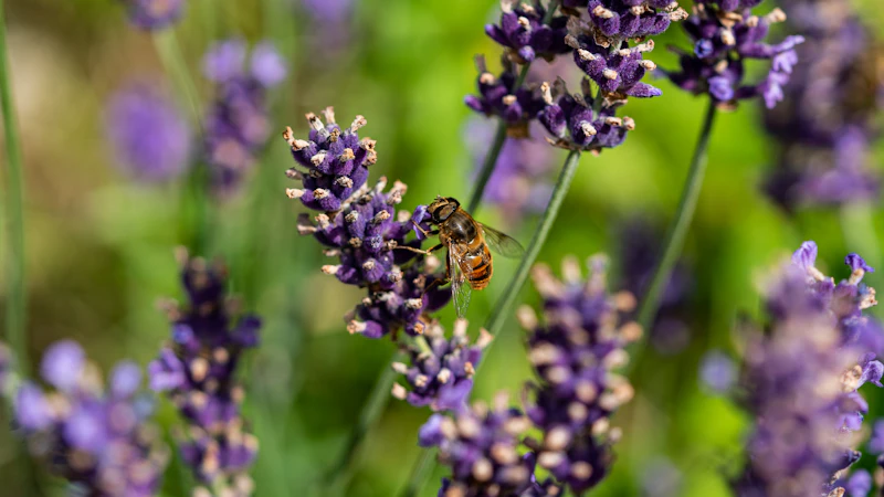 Lavender (Lavandula angustifolia)