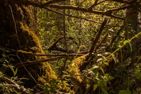 green and brown tree branch