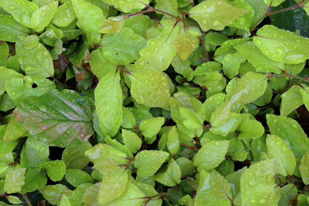 green leaves with water droplets