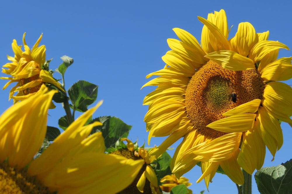 sunflower under blue sky during daytime