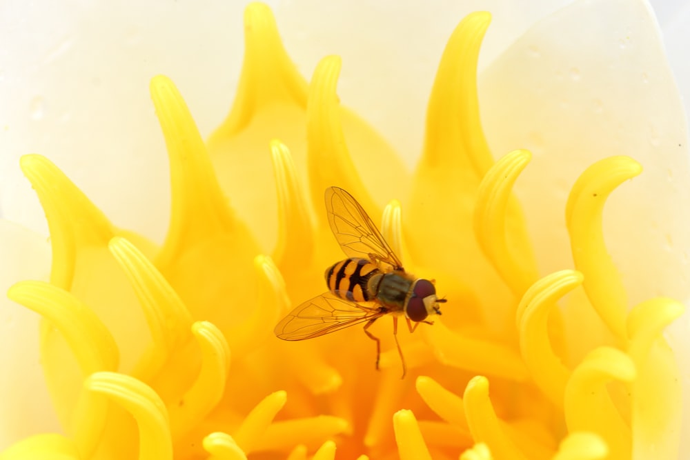 black and yellow fly perched on yellow flower