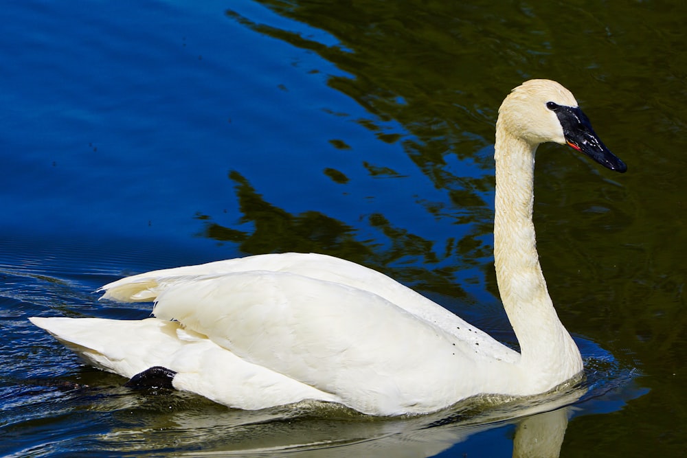 white swan on water during daytime