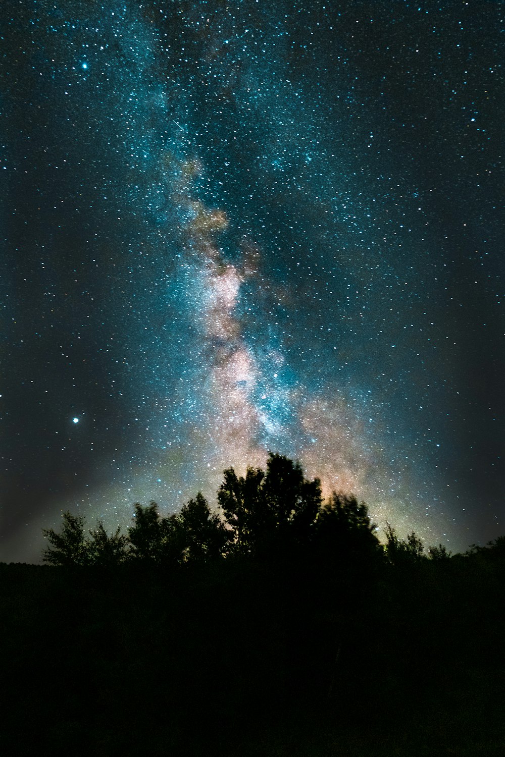 silhouette of trees under starry night