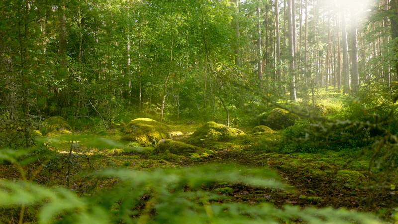 Sunlight through a pine forest